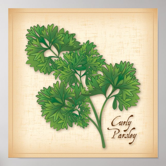 Curly Parsley Herb Poster (Vorne)