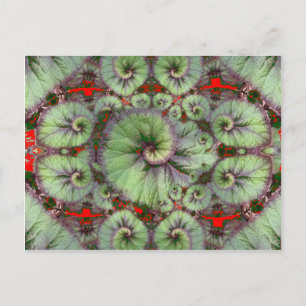 Curly Snail Begonia Geschenke von Sharles Postkarte