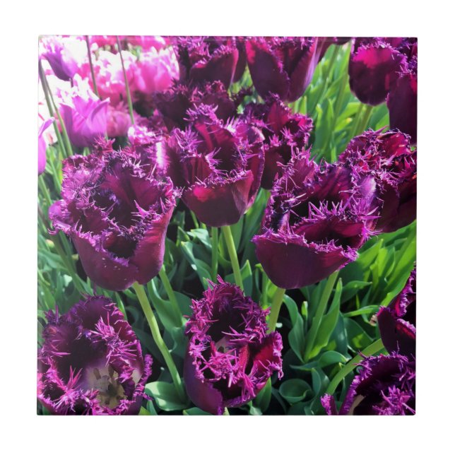 Curly Sue Lila Tulips, Oregon Fliese (Vorderseite)