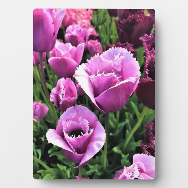 Curly Sue Lila Tulips, Oregon Fotoplatte (Vorderseite)