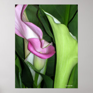 Curvy Calla-Lilien-Druck Poster
