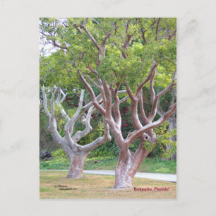 Curvy Gumbo Limbo Bäume Forida Postkarte