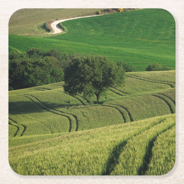 Curvy Linien in grünem Toskana-Untersetzer Rechteckiger Pappuntersetzer (Vorderseite)