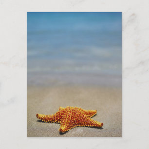Cushion Starfish Postkarte