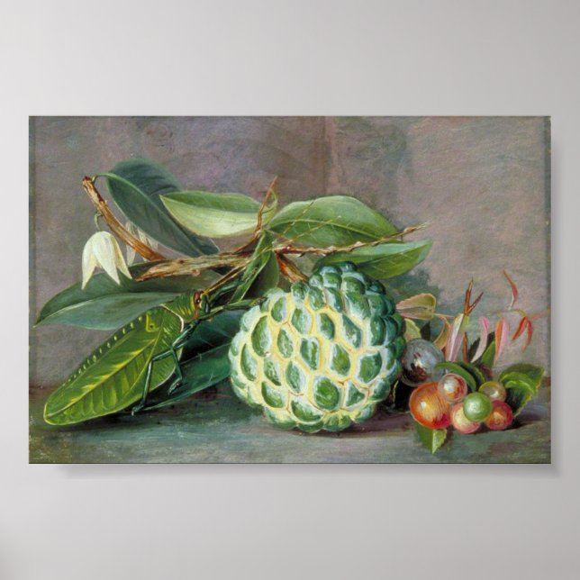 Custard Apple - Marianne North Poster (Vorne)