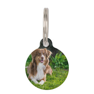 Custom Australian Shepherd Dog Pet Foto Haustiermarke