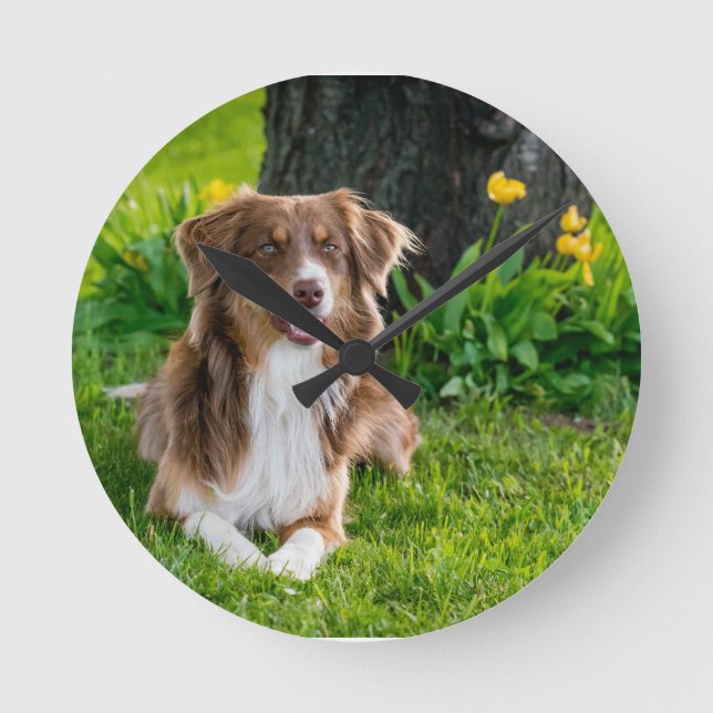 Custom Australian Shepherd Dog Pet Foto Runde Wanduhr (Vorderseite)