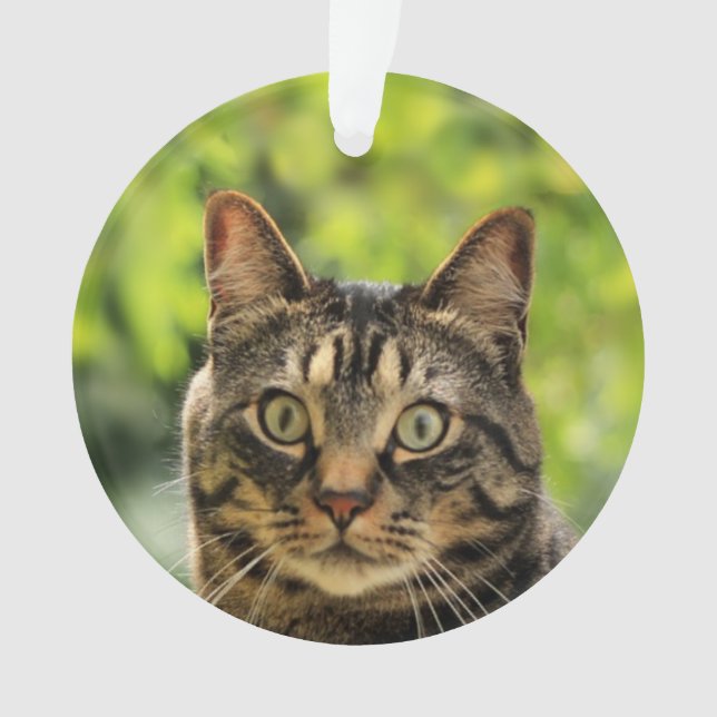 Custom Brown Tabby Cat Foto Ornament (Vorderseite)