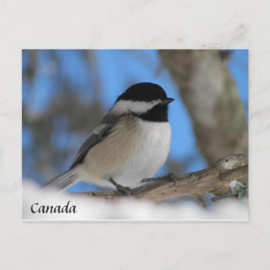 Custom Canada bird Chickadee Postkarte