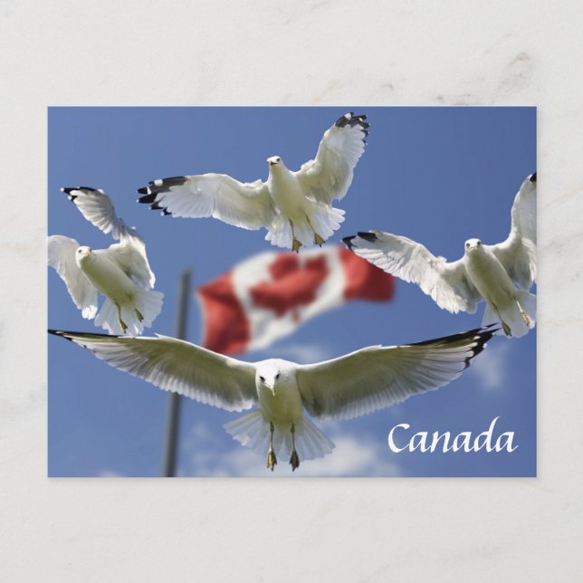 Custom Canada Flag seagulls Post card Postkarte (Vorderseite)