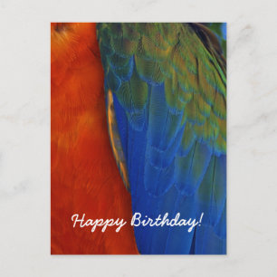 Custom Colorful Macaw Parrot Feather Geburtstag Postkarte