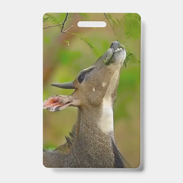 Custom deer ausweis (Vorderseite)