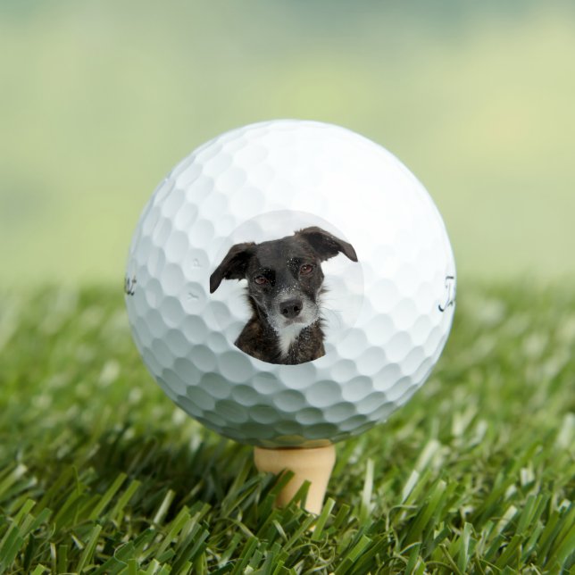 Custom Dog Foto Moderner Personalisierter Golfball (Insitu T-Shirt)