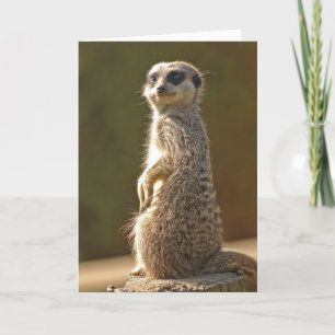 Custom Meerkat Birthday Card Karte