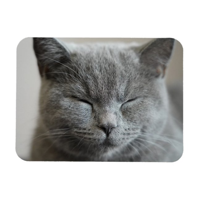 Custom Niedlich Grey Kitty Face Foto Magnet (Horizontal)