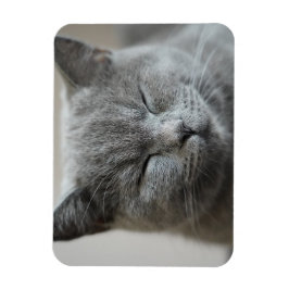Custom Niedlich Grey Kitty Face Foto Magnet