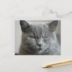 Custom Niedlich Grey Kitty Face Foto Postkarte