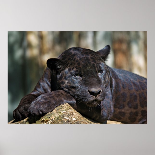 Custom Panther Poster 24" x 16" (Vorne)