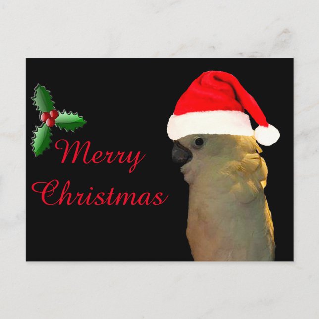 Custom Posing santa Urlaub Cockatovogel Feiertagspostkarte (Vorderseite)