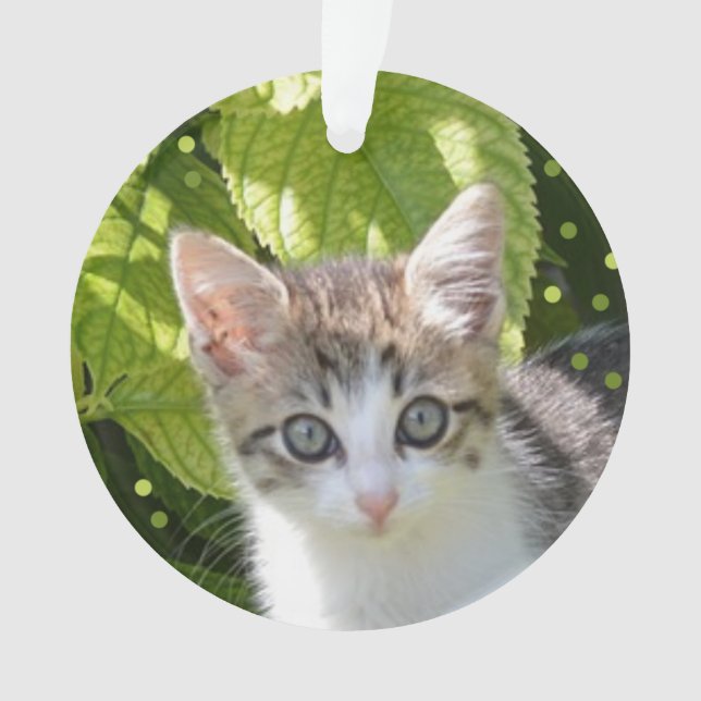 Custom Tabby Kitten Foto Ornament (Vorderseite)