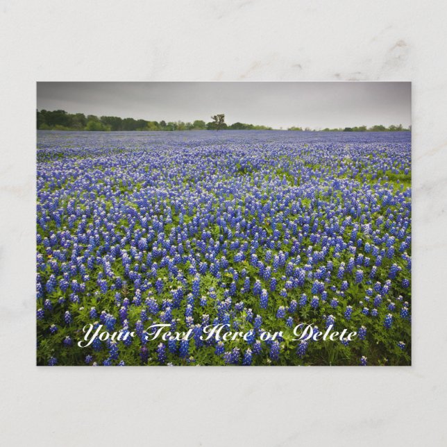 Custom Text Blue Spring Bluebonnets Texas Blume Postkarte (Vorderseite)