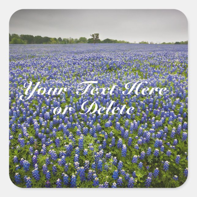 Custom Text Blue Spring Bluebonnets Texas Blume Quadratischer Aufkleber (Vorderseite)
