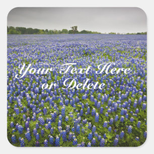 Custom Text Blue Spring Bluebonnets Texas Blume Quadratischer Aufkleber