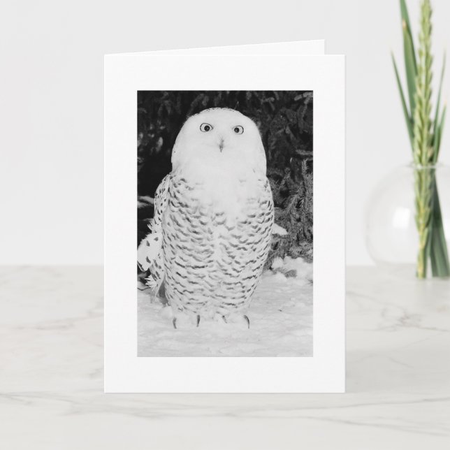 Custom Weihnachtskarte Weihnachtsferien Winter Owl Feiertagskarte (Vorderseite)