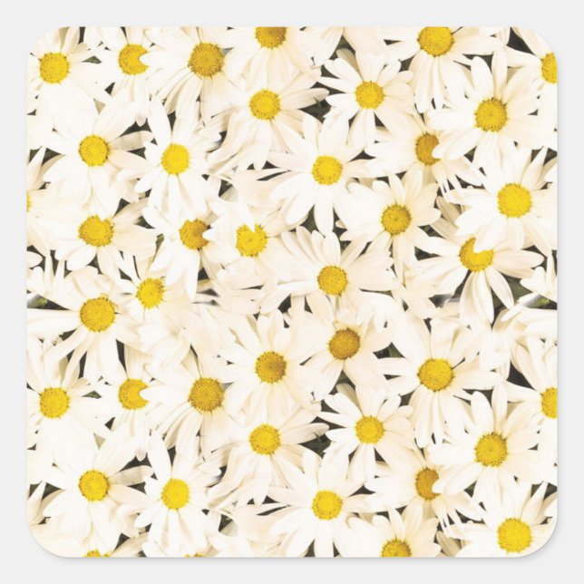 Custom White Daisies Blank Trendy Elegant Template Quadratischer Aufkleber (Vorderseite)