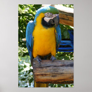 Customizable Blue and Gold Macaw Poster