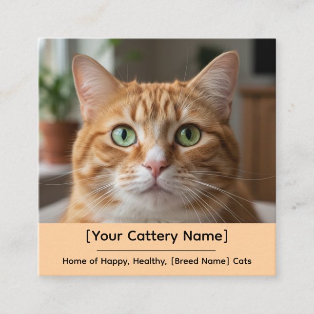 Customizable Cattery Business Card with Cat Photo  Quadratische Visitenkarte (Vorderseite)