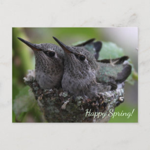 Customizable Cute Baby Hummingbirds Photo   Postkarte