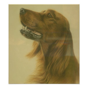 Customizable Irish Setter Art Poster