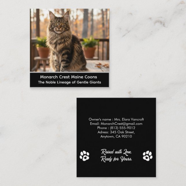 Customizable  Maine Coon Cat Cattery Business Card Quadratische Visitenkarte (Vorne/Hinten)