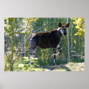Customizable Okapi Poster