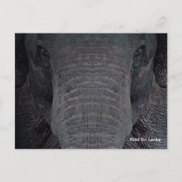 Customizable Sri Lanka Elephant Postcard Postkarte
