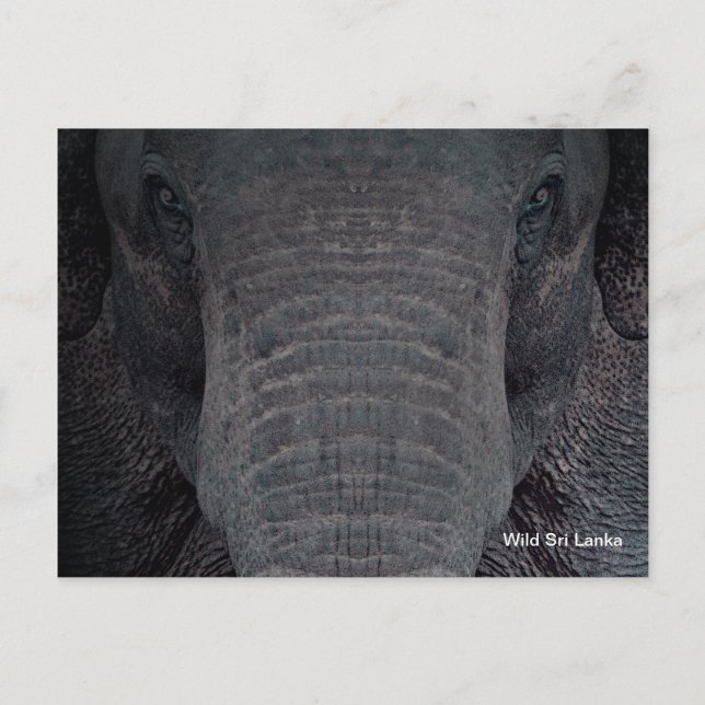 Customizable Sri Lanka Elephant Postcard Postkarte (Vorderseite)