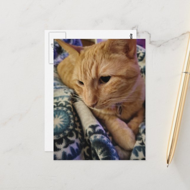 Cute Adorable Sleepy Ginger Kitty Postkarte (Vorderseite/Rückseite Beispiel)
