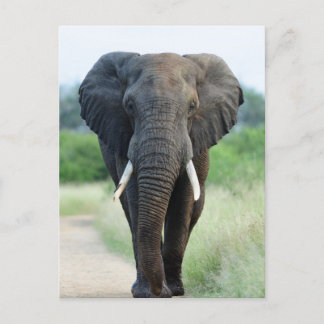 cute African Elephant Postkarte