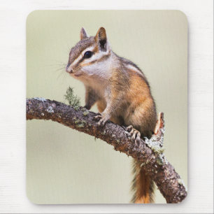Cute and chubby chipmunk mousepad