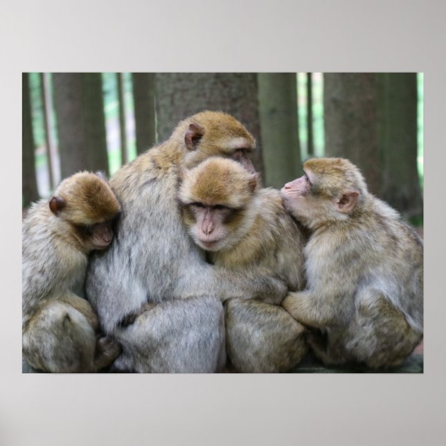 Cute Ape Family Group Hug Photograph Poster (Vorne)