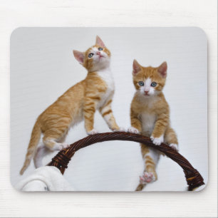 Cute Baby Cats Kittens Funny Gym Photo Mousepad