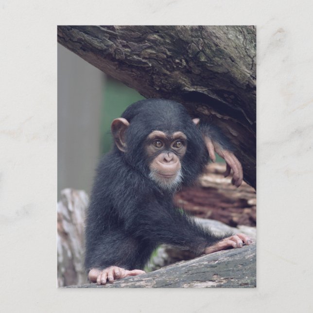 cute baby Chimpanzee Postkarte (Vorderseite)