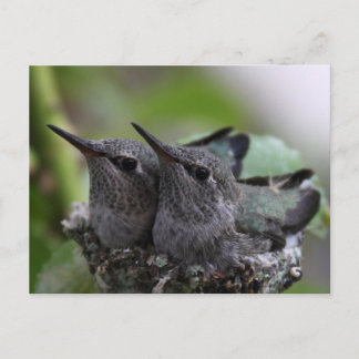 Cute Baby Hummingbirds Photo Postcard Postkarte