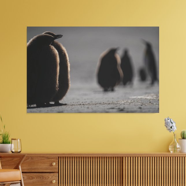 Cute Baby Penguin Chicks | unique Photo Art Leinwanddruck (Insitu (Wohnzimmer))