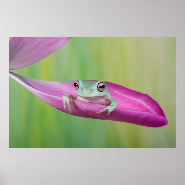 Cute baby whites tree frog on tulip petal poster (Vorne)