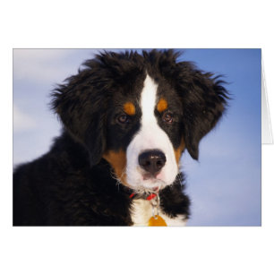 Cute Bernese Mountain Dog Puppy