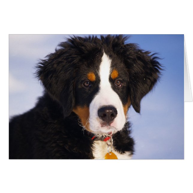 Cute Bernese Mountain Dog Puppy (Vorderseite (Horizontal))