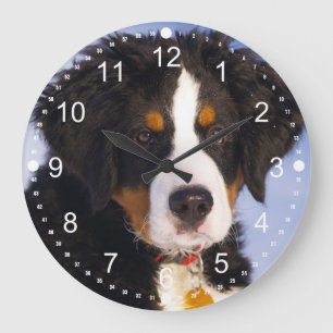 Cute Bernese Mountain Dog Puppy Große Wanduhr
