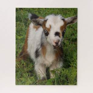 Cute Blue Eyed Nigerian Dwarf Dairy Goat Kid Puzzle